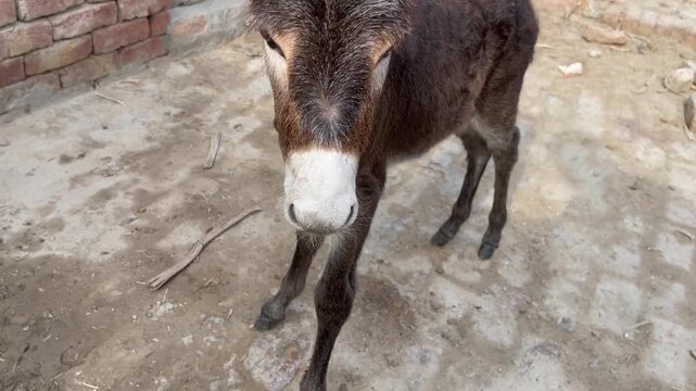 portrait of a donkey foal 