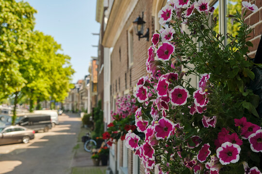 Street with traditional architecture and vibrant blooming petunias cascading down a historic brick building under a clear blue sky in summer in Dokkum Friesland The Netherlands. Concept of urban garde