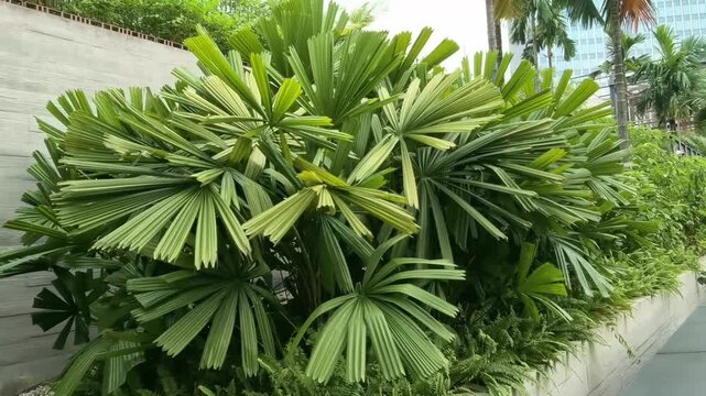 close up of a palm tree