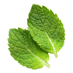 Two fresh green mint leaves, isolated on transparent cutout background © Yeti Studio