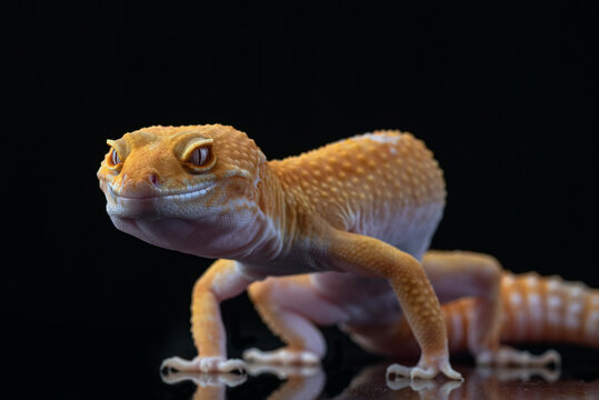 a leopard gecko on a dark background