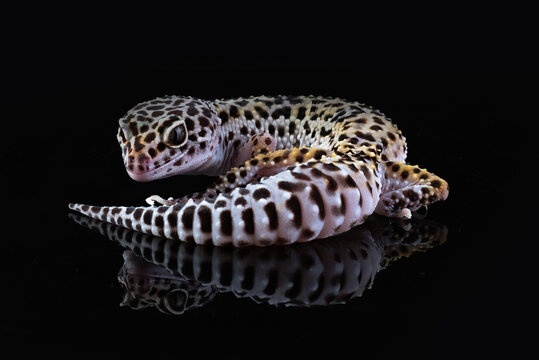 a leopard gecko on a dark background