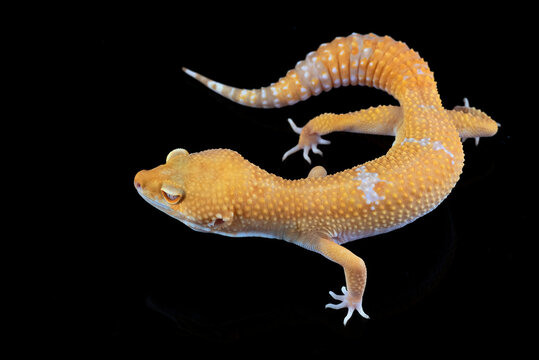 a leopard gecko on a dark background