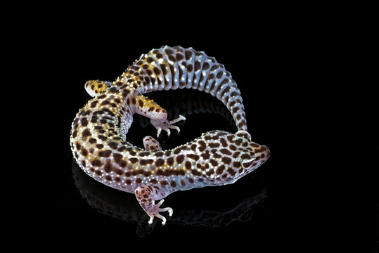 a leopard gecko on a dark background