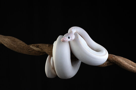 an albino python coiled around a tree branch