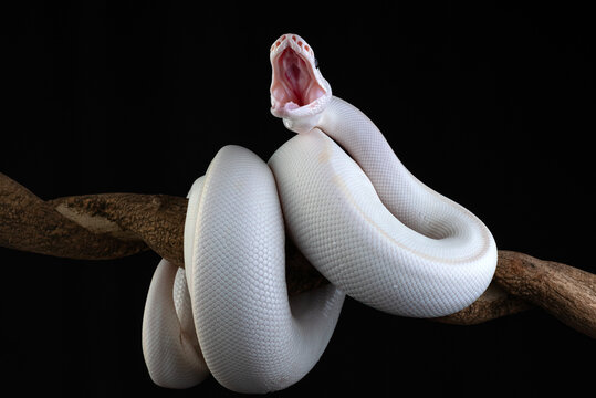 an albino python coiled around a tree branch