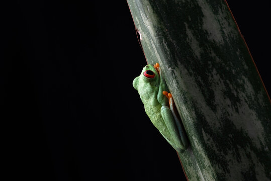 a Red eyed tree frog hanging on a leaf