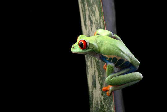 a Red eyed tree frog hanging on a leaf