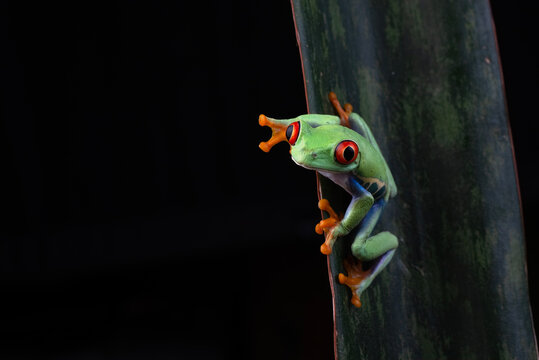 a Red eyed tree frog hanging on a leaf