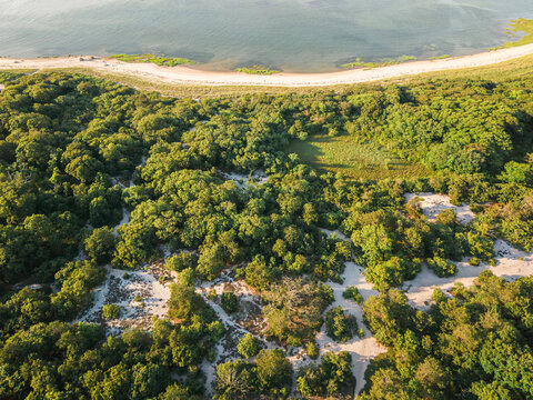Lush coastal forest meets a sandy beach