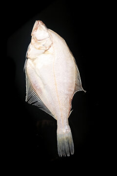 Fresh Dalian Sea Halibut Fish - Premium Deep Sea Catch on Black Background
