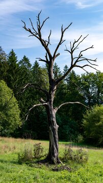 Abgestorbener Baum auf gr&uuml;ner Waldlichtung als Symbol f&uuml;r Trockenheit