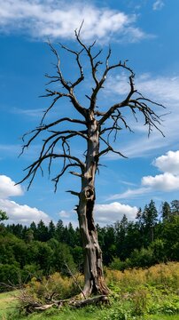 Monumentaler abgestorbener Baum als Symbol f&uuml;r Waldsterben und Trockenheit