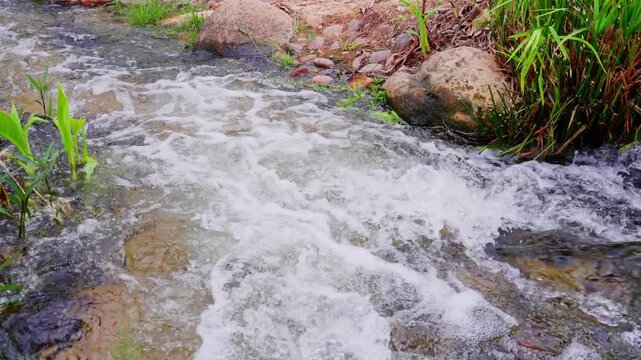 Close-up shot of a rushing stream among rocks and green plants