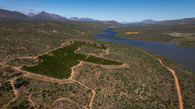 Citrus orchards adjacent to the upper reaches of the Clanwilliam Dam, Western Cape of South Africa, one of the most prolific rooibos tea and citrus-growing areas in the country.