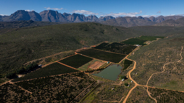 Panoramic view of the citrus and rooibos tea-producing areas between Clanwilliam and Citrusdal in the Western Cape, South Africa.