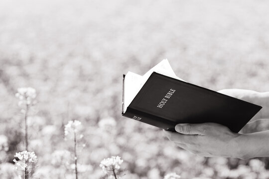 A Christian holding and reading the Holy Bible in a beautiful flower garden, background of faith and belief

