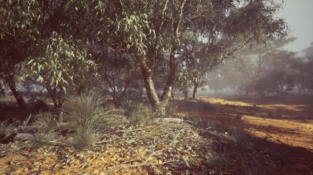 Sunlit eucalyptus grove with dewy understory and soft morning mist, warm golden light filtering through tangled branches, textured bark and scattered leaf