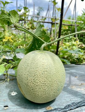 Fresh cantaloupe melon with webbed rind texture sitting on the ground attached to its green vine at an open-field farm.