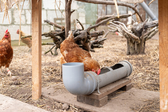 Brown chickens feeding at tube feeder under wooden shelter coop