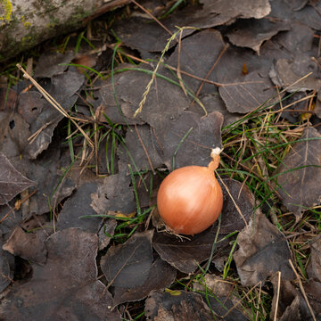 Single onion on dry autumn leaves and grass background