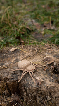 Realistic wolf spider on tree stump in natural habitat