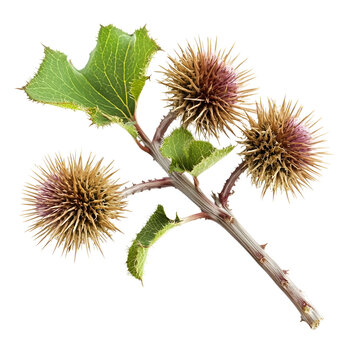 Dried brown burdock seed head plant branch with green leaves isolated on a transparent base.