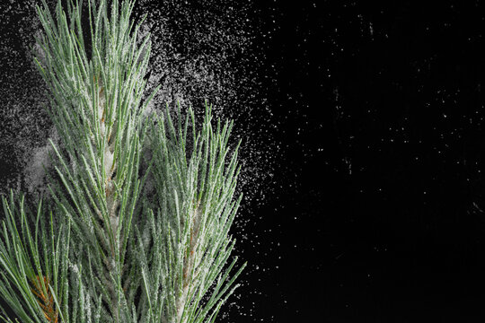 Snow-covered pine branch isolated on black background. Winter evergreen decoration with fresh snow for Christmas and holiday designs.
