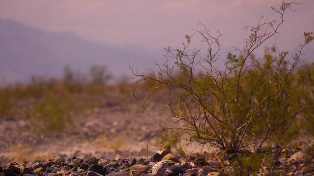 dust storm next to tumble weed in death valley desert
