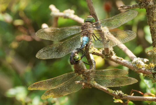 A mating pair of rare Lesser Emperor Dragonfly, Anax parthenope, perching high up on a tree.