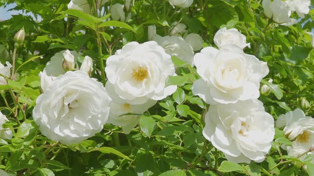 Beautiful white iceberg roses bush in the garden, Blooming white roses close up with green leaves background