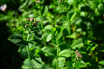 Close-up of fresh mint leaves and buds in natural light © Irene Kulinchyk