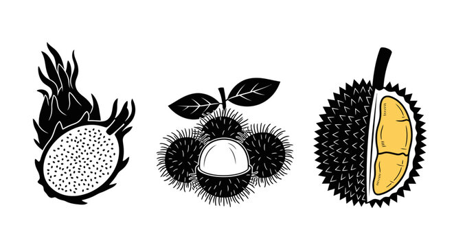 Black and white illustration of a dragon fruit half and a spiky rambutan fruit with leaf icon, isolated on white background