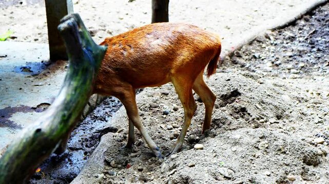Javan deer or Sunda sambar is a large deer species native to Indonesia, living in captivity.