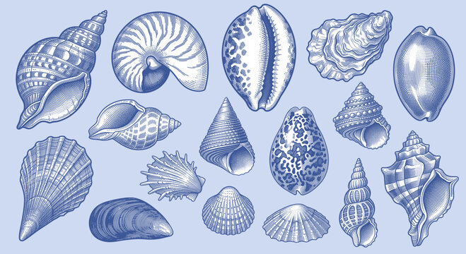 Vintage hand-drawn sea shells vector set in detailed cross-hatching engraving style