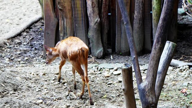 Javan deer or Sunda sambar is a large deer species native to Indonesia, living in captivity.