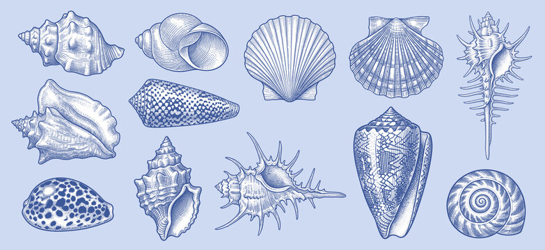 Vintage hand-drawn sea shells vector set in detailed cross-hatching engraving style