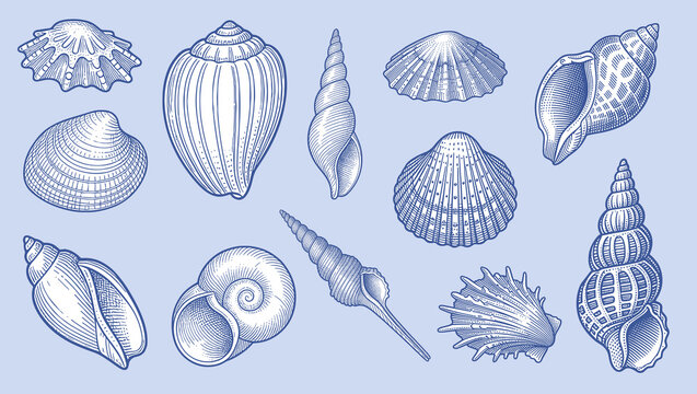 Vintage hand-drawn sea shells vector set in detailed cross-hatching engraving style