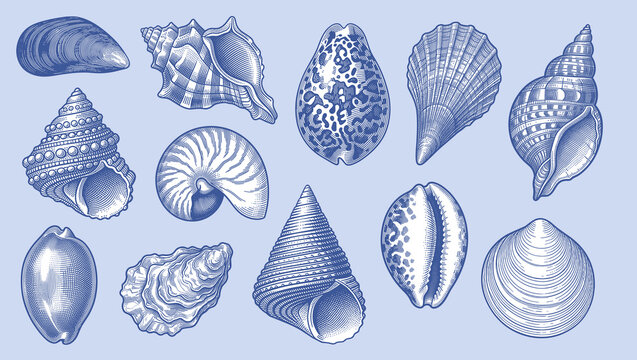 Vintage hand-drawn sea shells vector set in detailed cross-hatching engraving style