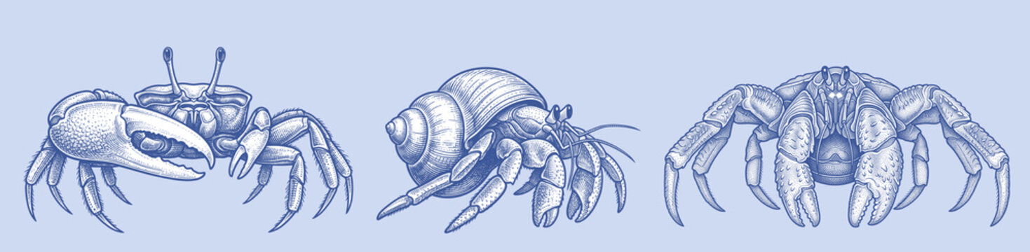 Vintage hand-drawn hermit crabs and fiddler crab vector set in detailed cross-hatching engraving style