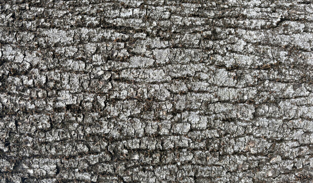 Old bark tree texture. Natural wood surface pattern, old tree skin