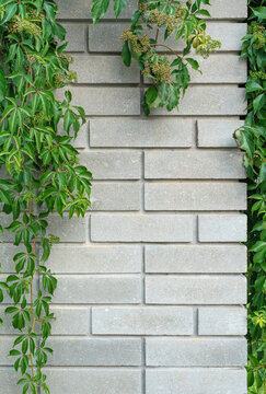 White brick wall texture background with Ivy