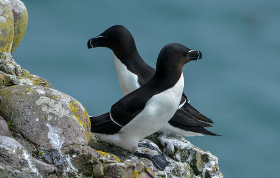 Pingouin torda,