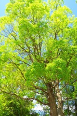 Fototapeta premium 真夏の朝の公園の楠木と青空