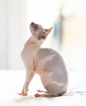 Hairless domestic pet, kitten of Sphynx breed