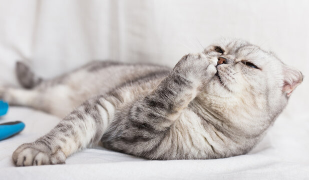 gray striped cat and various brushes lying on white fabric background. Concept of care, hygiene and grooming of pets