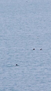 A small flock of wild eider ducks swims peacefully in the calm blue waters of Hvalfjordur, a scenic fjord in Iceland.