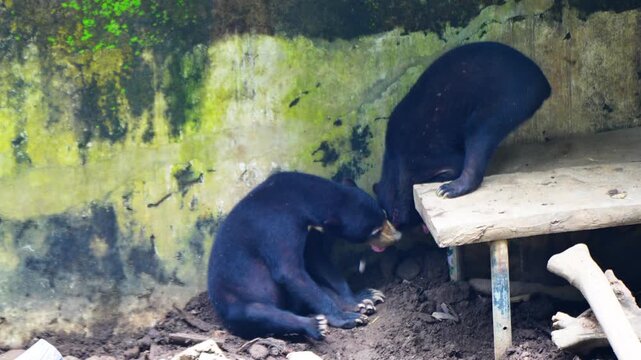 The sun bear (Helarctos malayanus) belongs to the Ursidae family and is the smallest of the eight types of bears in the world, playing in pairs with their partners.