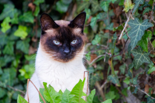 Portr&auml;t einer Siamkatze (Felis catus) mit blauen Augen. Elegante Hauskatze in nat&uuml;rlicher Umgebung mit weichem Hintergrund und aufmerksamem Blick.