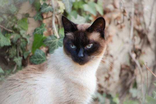 Siamkatze (Felis catus) im Portr&auml;t vor Baumstamm und Efeu. Aufmerksamer Blick einer eleganten Hauskatze in nat&uuml;rlicher Umgebung.